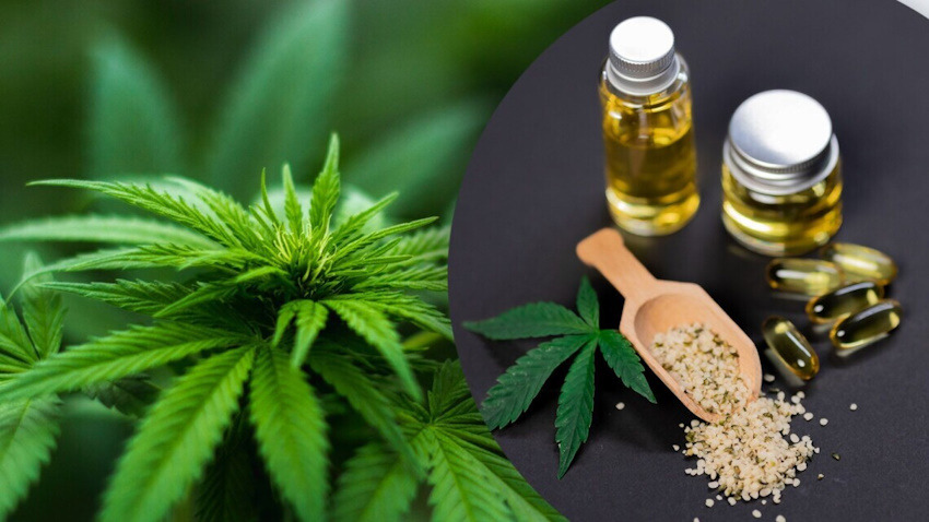 Канабіс - наркотик чи ліки?