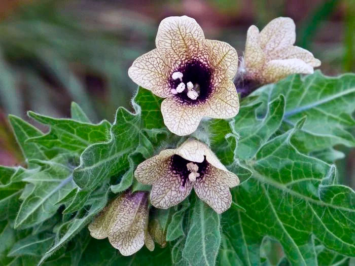 Отруйні рослини