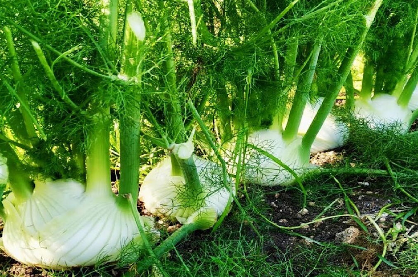 Що лікує фенхель?