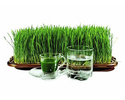 пророщування пшениці