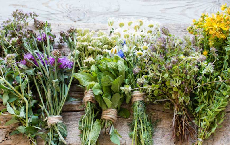 Збираємо трави