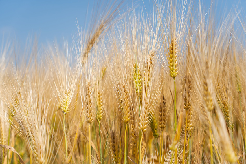 Корисні властивості і склад ячменю