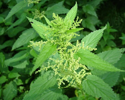 Очищення крові за допомогою трав та рослин