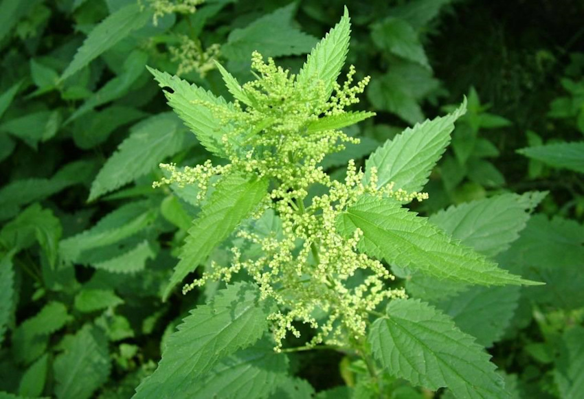 Очищення крові за допомогою трав та рослин