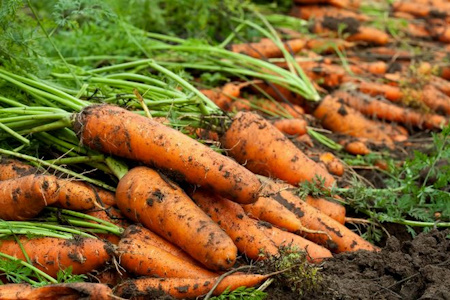 Корисні властивості і склад моркви