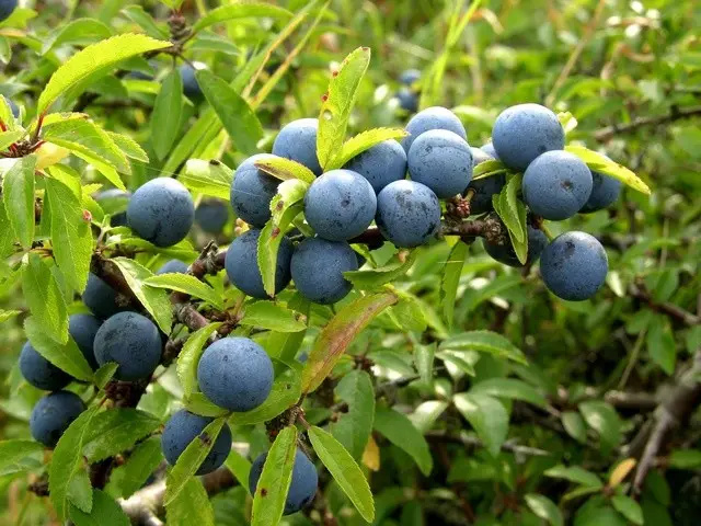 Корисні властивості і склад терену