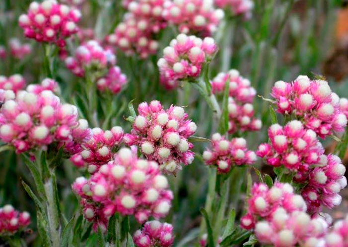 Котяча лапка