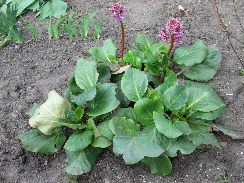 Бадан товстолистий