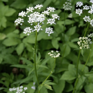Козяча ніжка, дуже корисний бур'ян