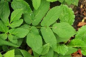 Листя яглиці