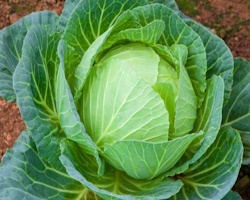 Капуста білокачанна