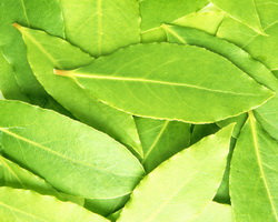 Лавровий лист