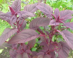 skvalen_maxi Амарант- зберігач молодості.