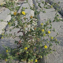 Блошниця звичайна (Pulicaria vulgaris)
