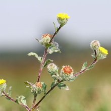 Блошниця звичайна (Pulicaria vulgaris)