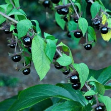 Красавка або беладонна звичайна (Atropa belladonna)