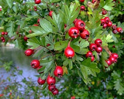 Рецепти на Здоров'я Вам!