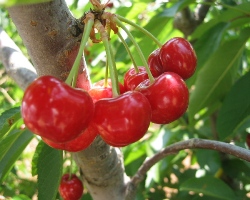 вишня може послаблювати запальні процеси, пов'язані із захворюваннями серця і артритом.