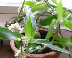 Це найкраща рослина для лікування хронічного панкреатиту.