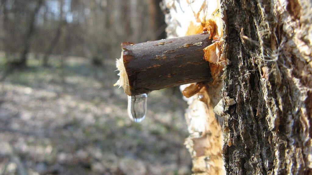 Березовий сік