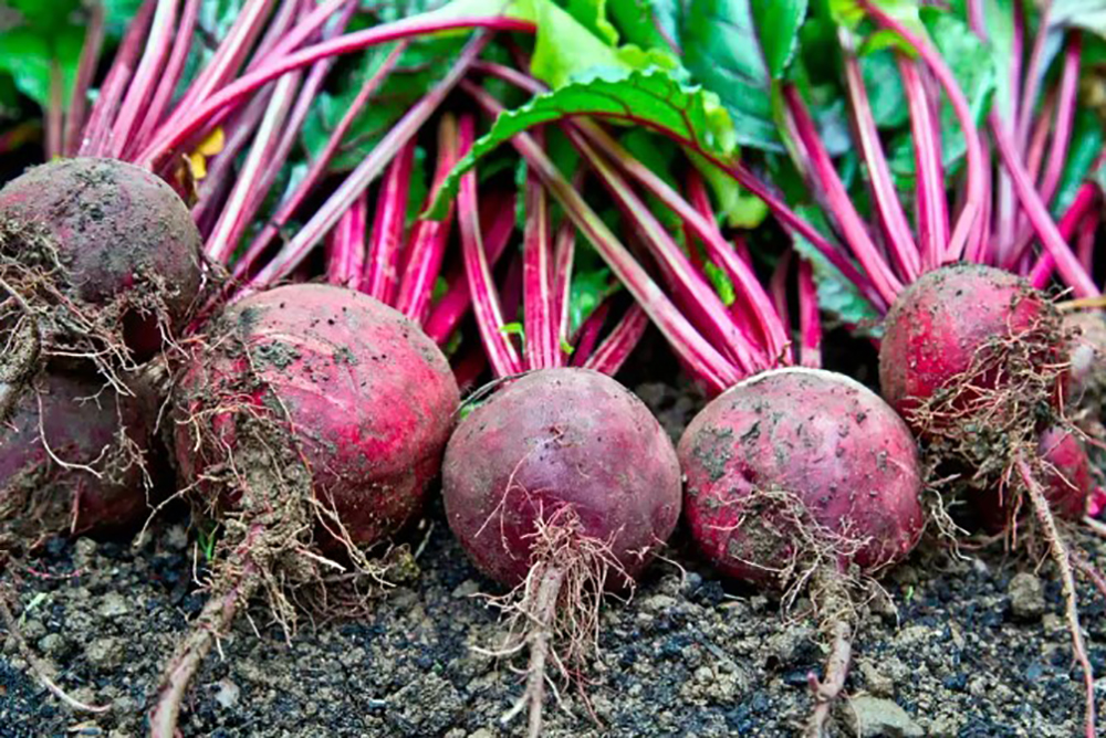 Червоний буряк