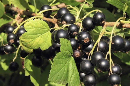 Черна смородина ягода