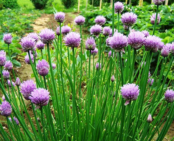 Дика цибуля