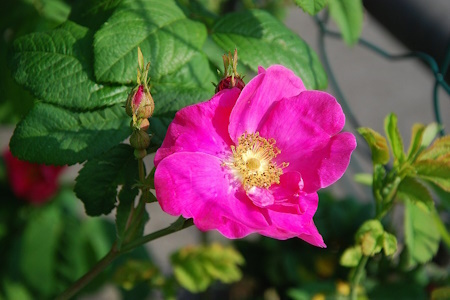 Шипшина французька, або галльська