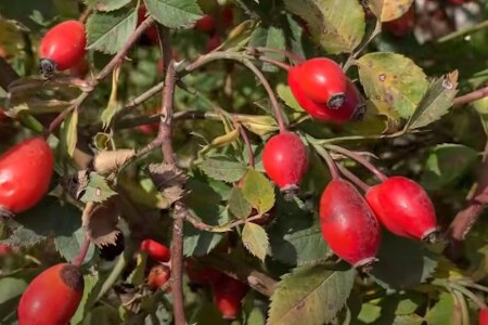 Шипшина французька, або галльська плоди