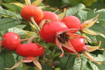 Шипшина травнева