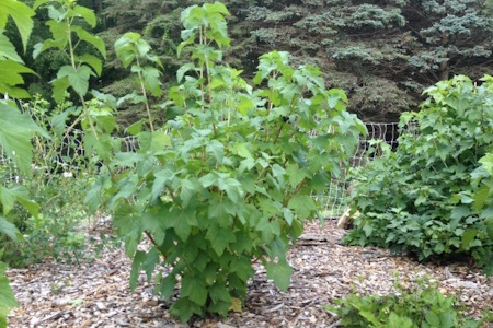 чорна смородина кущ