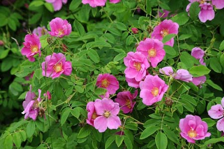 Шипшина травнева або собача квіти