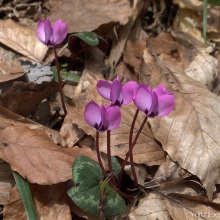 Цикламен європейський (Cyclamen vernum)