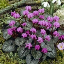 Цикламен європейський (Cyclamen vernum)