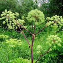 Дягіль лікарський (Angelica officinalis)