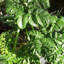 Дягіль лікарський (Angelica officinalis)