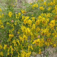 Дрок фарбувальний (Genista tinctoria)