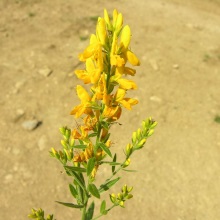 Дрок фарбувальний (Genista tinctoria)