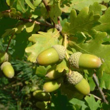 Дуб звичайний (Quercus robur)