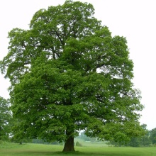 Дуб звичайний (Quercus robur)