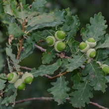 Дуб пухнастий (Quercus pubescens)