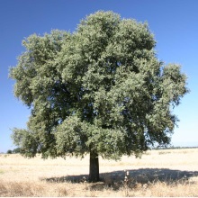 Дуб пухнастий (Quercus pubescens)
