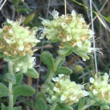 Дубровник білоповний або білий (Teucrium polium)