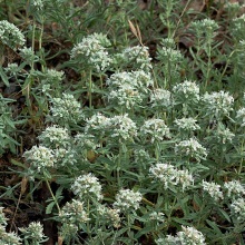 Дубровник білоповний або білий (Teucrium polium)