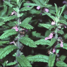 Дубровник часниковий (Teucrium scordium)
