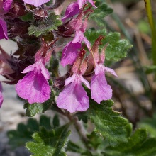 Дубровник звичайний (Teucrium chamaedrys)