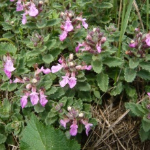 Дубровник звичайний (Teucrium chamaedrys)