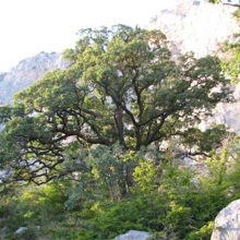 Дуб скельний (Quercus petraea)