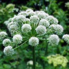 Дягіль лісовий (Angelica silvestris)