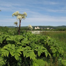 Дягіль ведмежий (Angelica ursina)